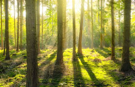 waldbilder kostenlos|bilder von wald.